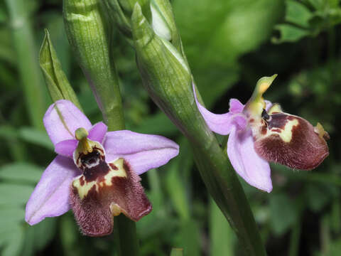 Image of Ophrys fuciflora subsp. candica E. Nelson ex Soó