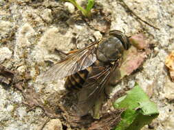 Image of dark giant horsefly