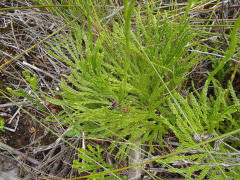 Imagem de Diphasiastrum zanclophyllum (J. H. Wilce) Holub