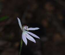 Image of Pink fingers orchid