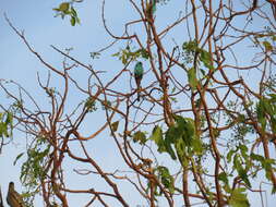 Image of Hooded Parrot