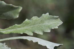 Image of African daisy