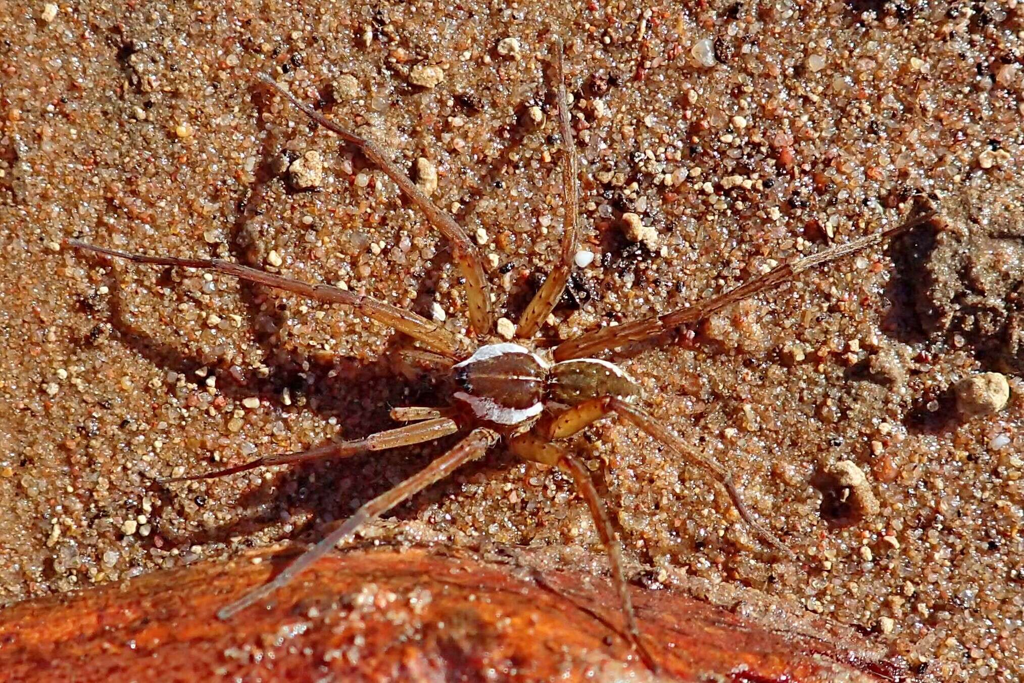 صورة Dolomedes instabilis L. Koch 1876