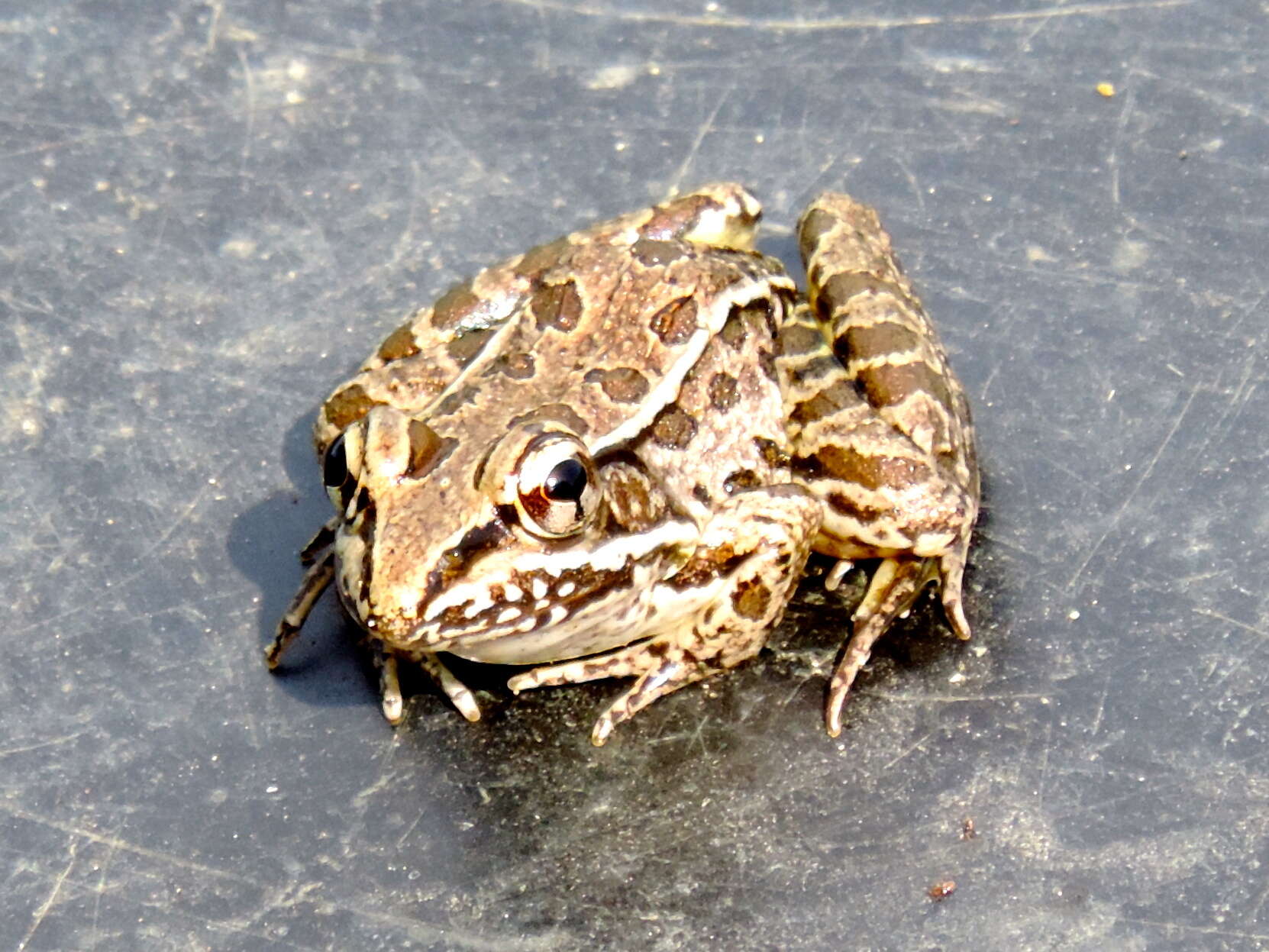 Imagem de Lithobates magnaocularis (Frost & Bagnara 1974)