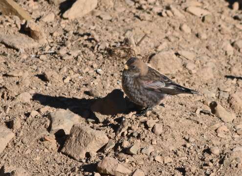 Leucosticte arctoa brunneonucha (Brandt & JF 1842) resmi