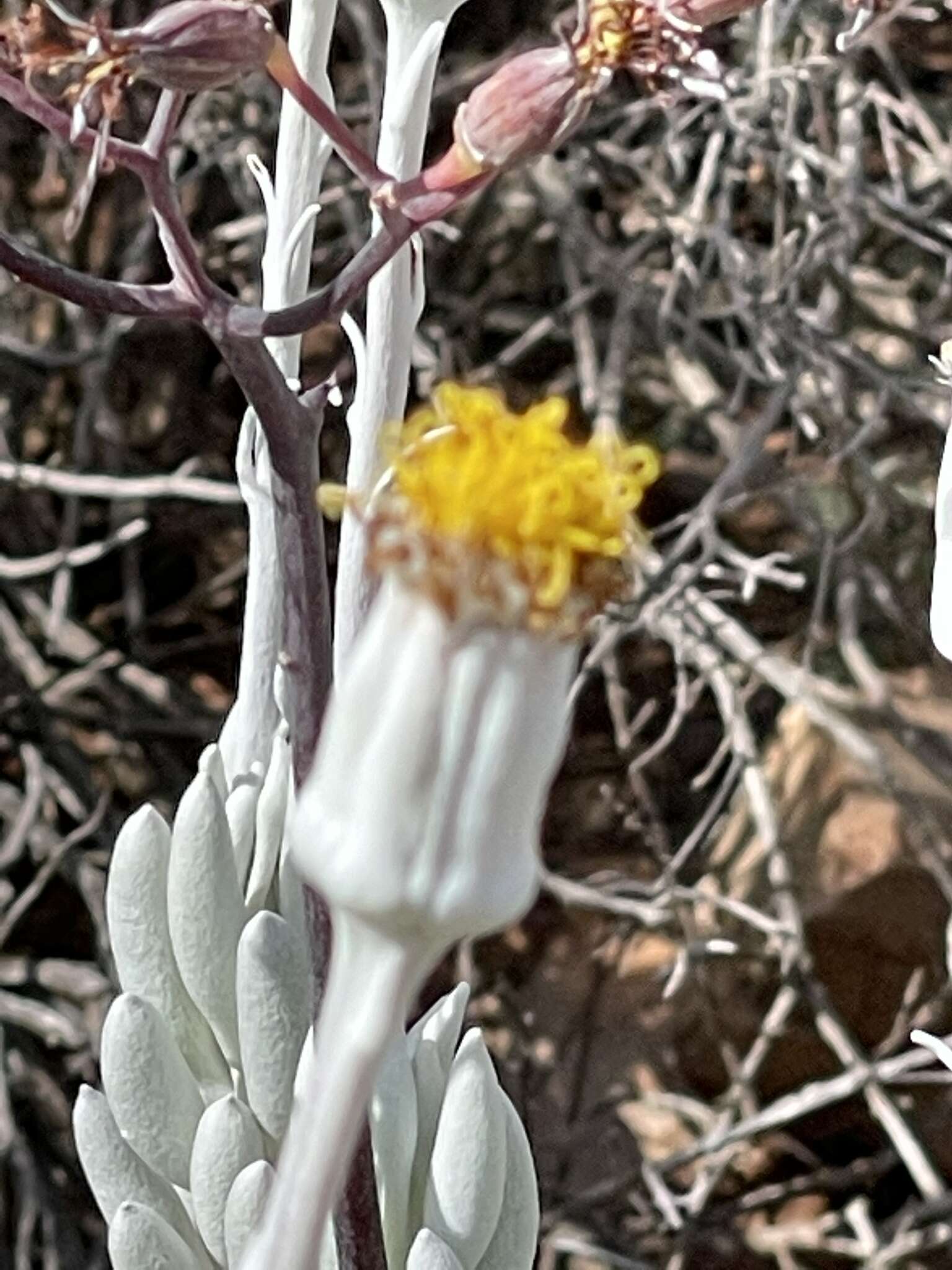 Caputia tomentosa (Haw.) B. Nord. & Pelser resmi