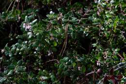 Plancia ëd Arctostaphylos nummularia subsp. nummularia