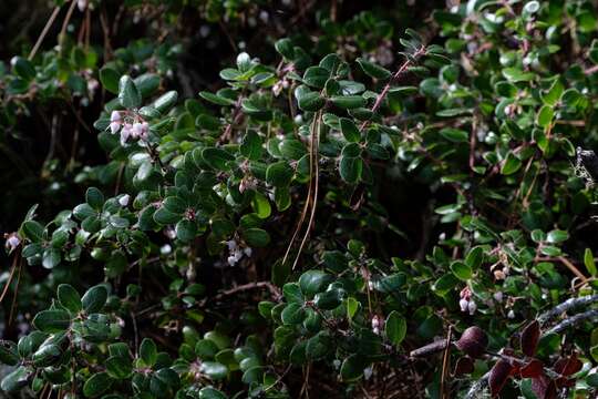 Plancia ëd Arctostaphylos nummularia subsp. nummularia