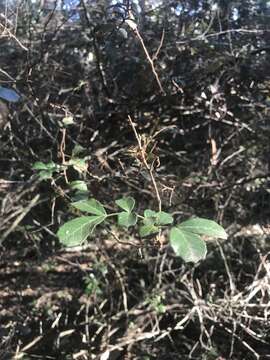 Image of Cupaniopsis shirleyana (Bailey) Radlk.