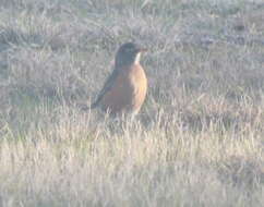 Image of American Robin