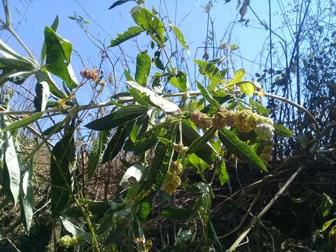 صورة Buddleja sessiliflora Kunth