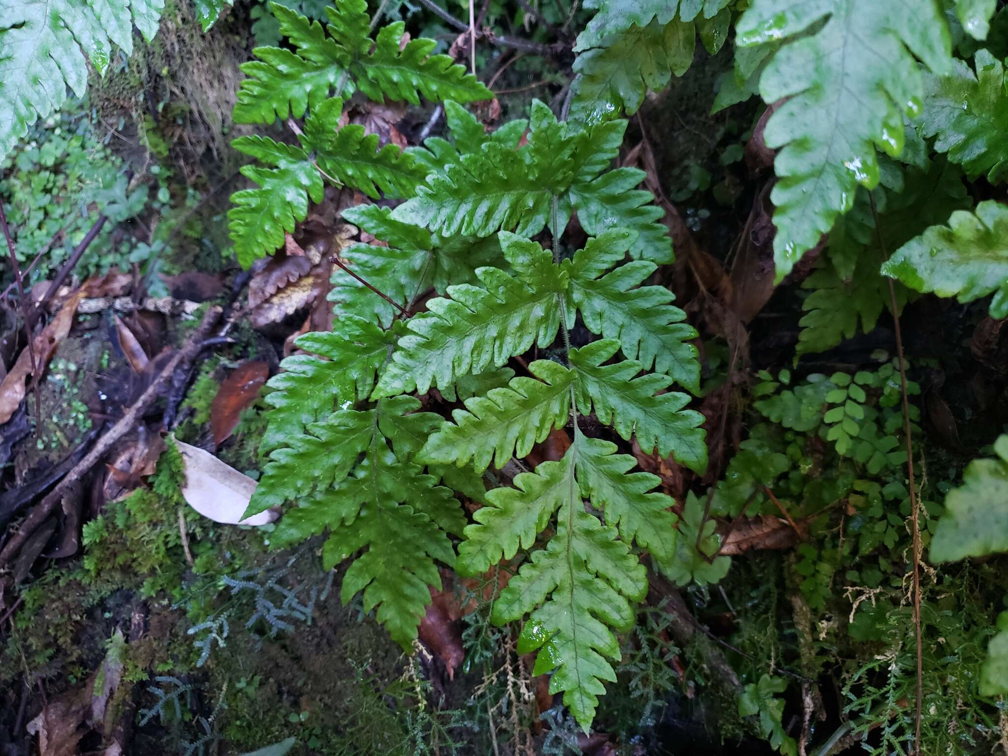 Sivun Tectaria cicutaria (L.) Copel. kuva