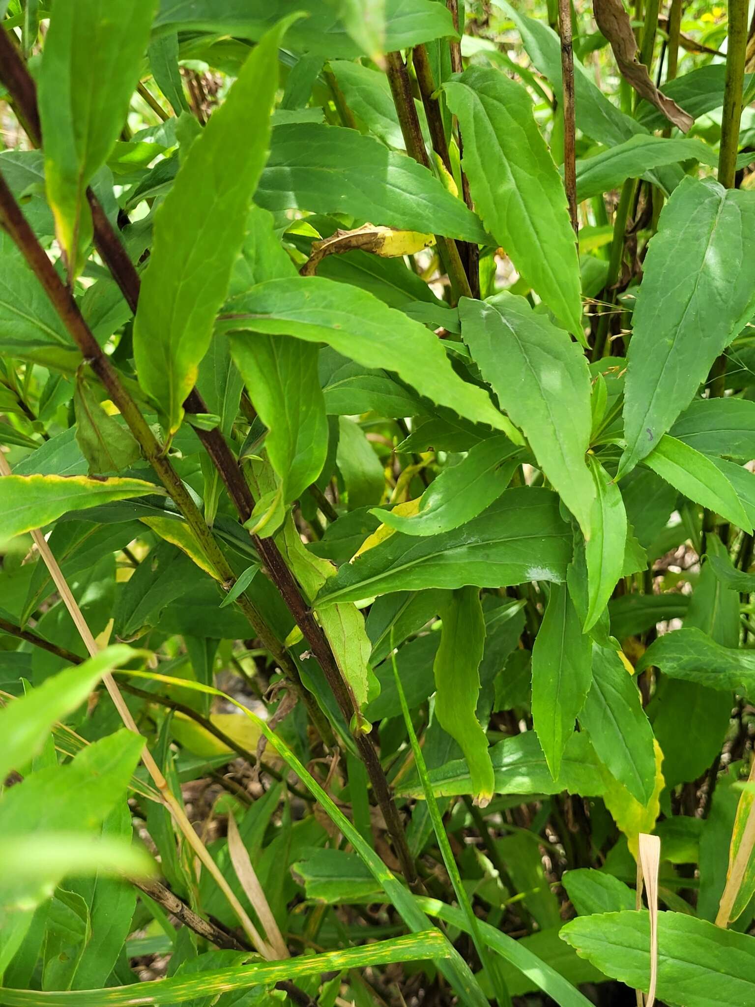 Image de Solidago snarskisii