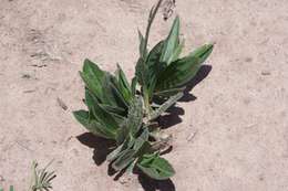 Image of Afroaster hispida (Thunb.) J. C. Manning & Goldblatt