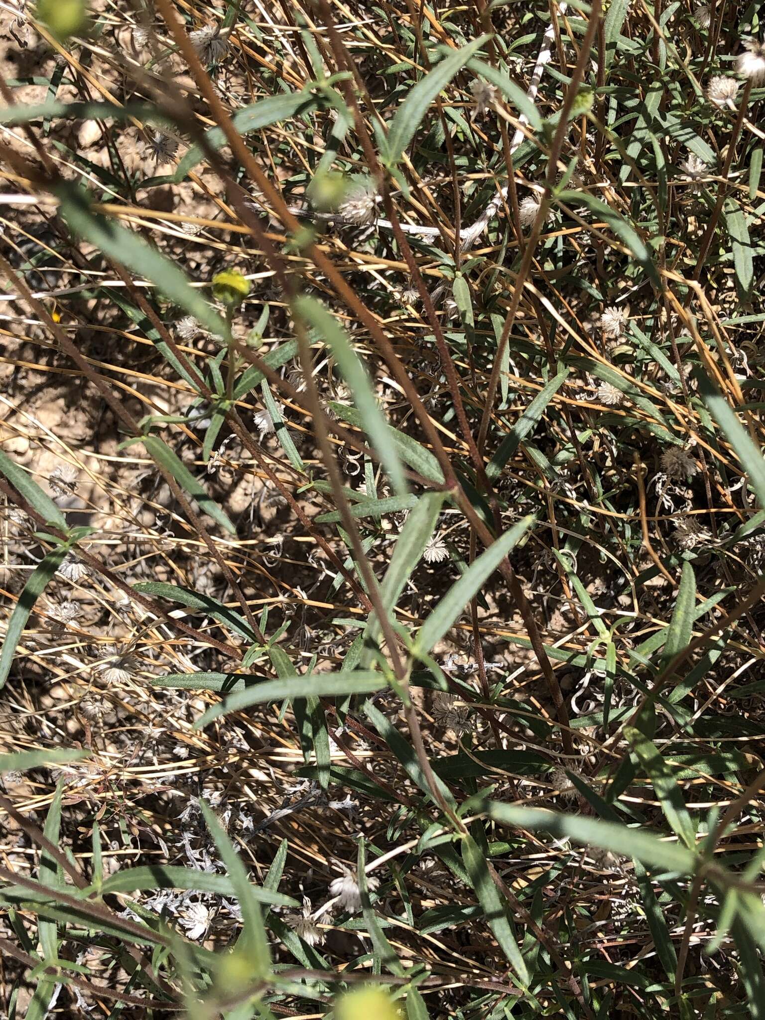 Image of Nevada goldeneye