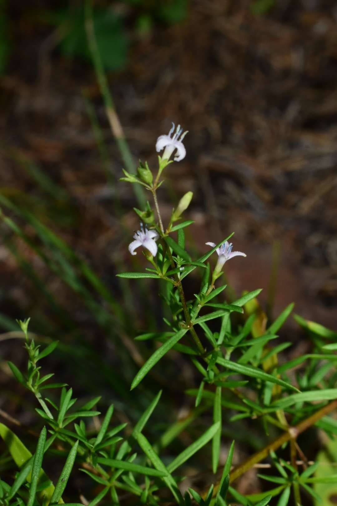 Image of diamondflowers