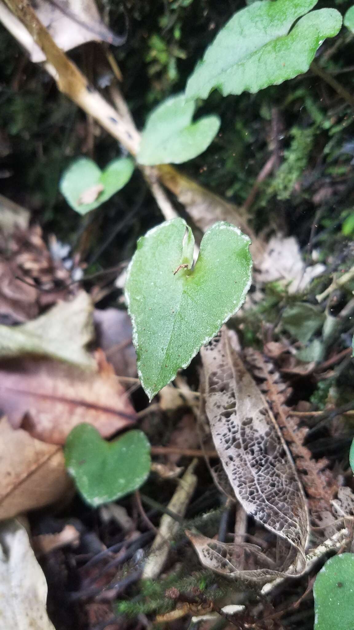 Image of Dancing spider orchid