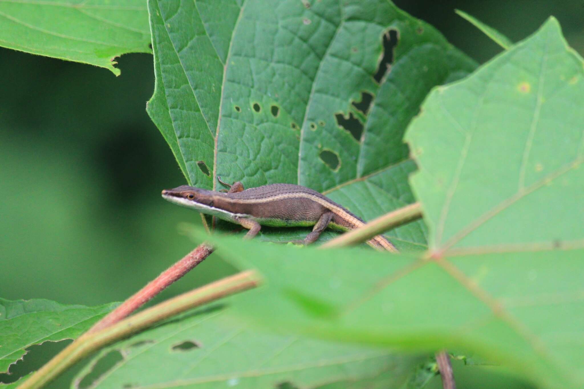 Image of Takydromus intermedius Stejneger 1924