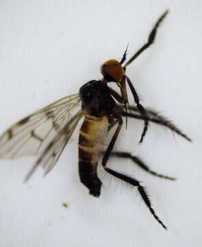 Image of Empis clausa Coquillett 1895