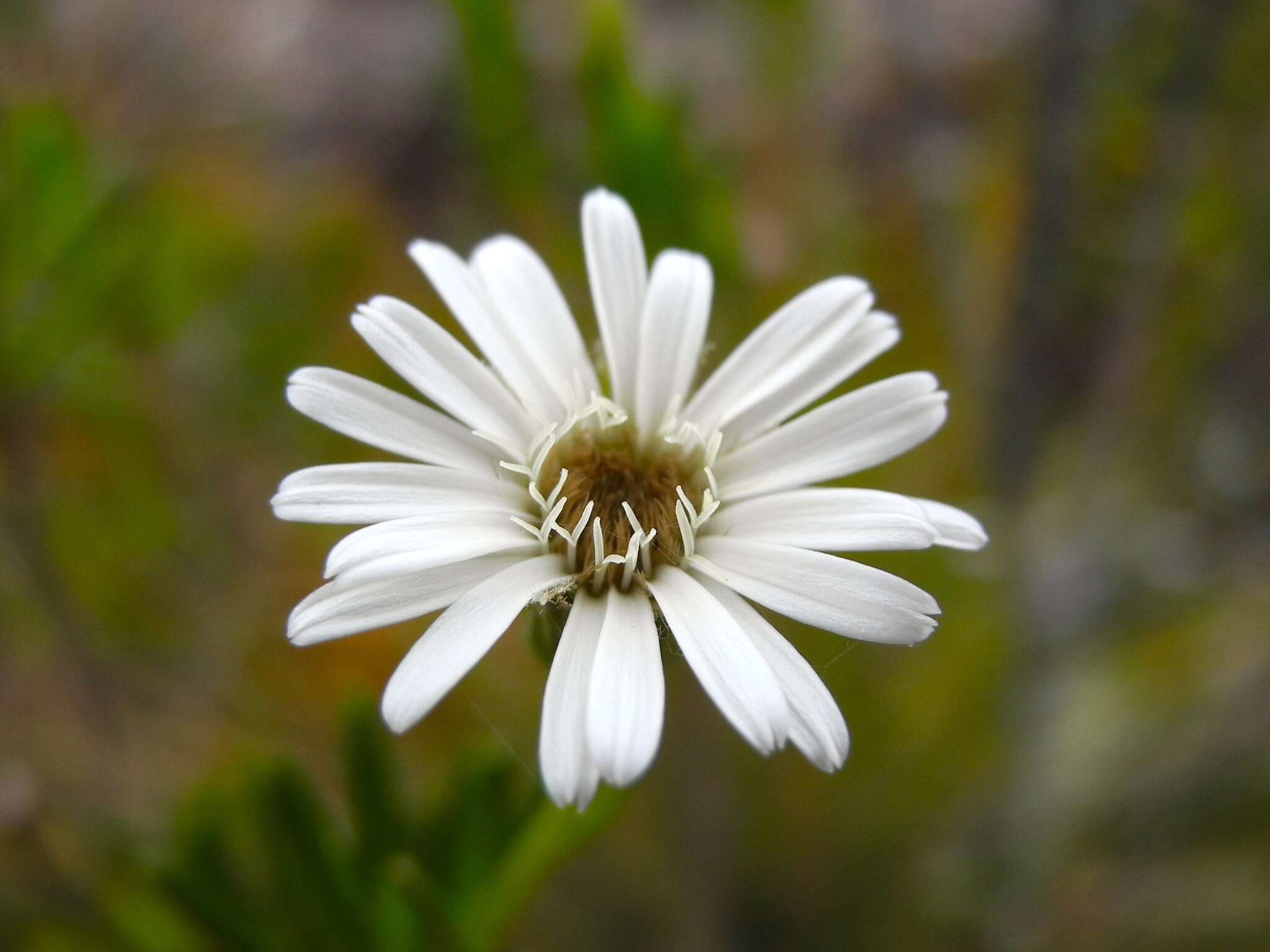 Image of Linochilus frontinensis