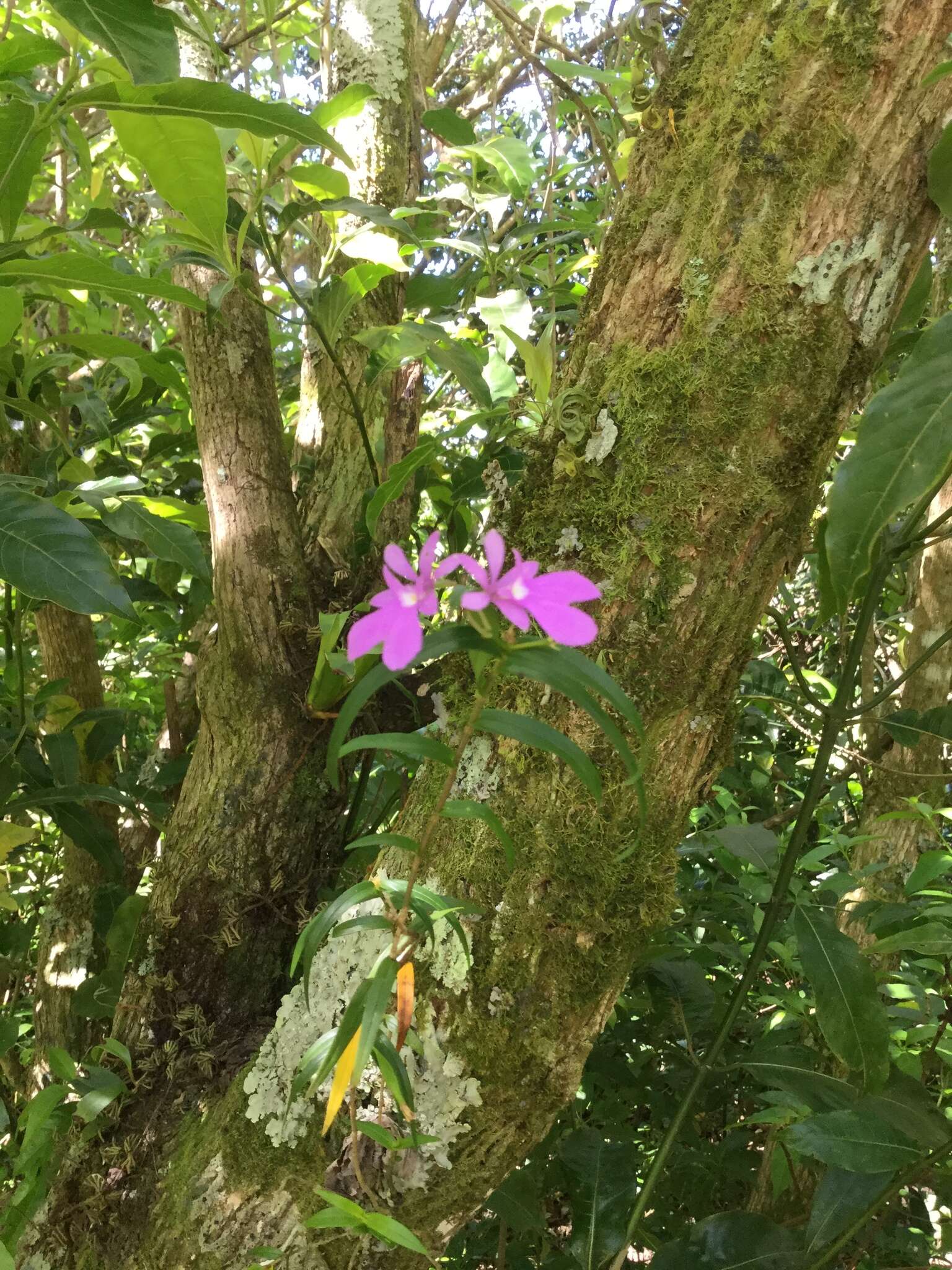 Image of Epidendrum centropetalum Rchb. fil.