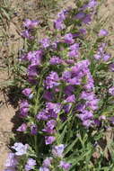 Image of James' beardtongue