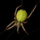 Image of Araneus tijuca Levi 1991