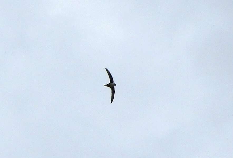 Image of Alpine swift