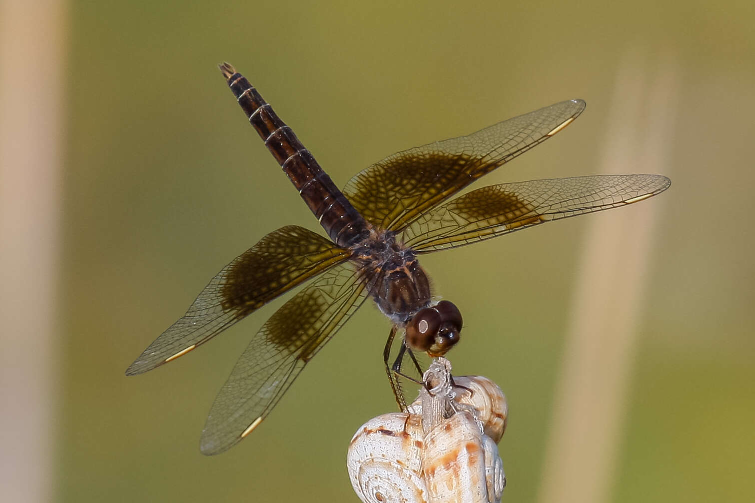 Imagem de Brachythemis fuscopalliata (Selys 1887)