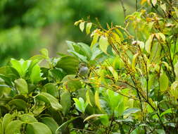 Image of Choco Tyrannulet