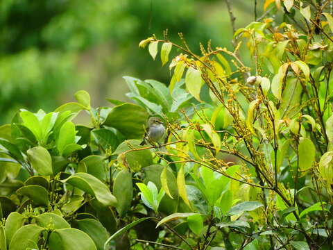 Image of Choco Tyrannulet