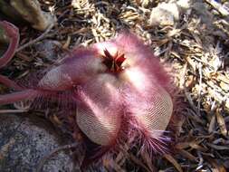 <i>Stapelia <i>hirsuta</i></i> var. hirsuta的圖片