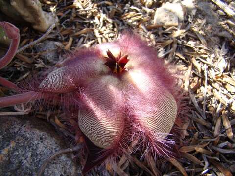 صورة <i>Stapelia <i>hirsuta</i></i> var. hirsuta