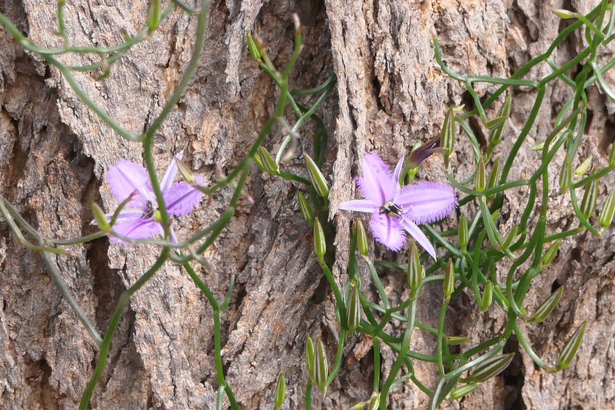 Image of Thysanotus manglesianus Kunth