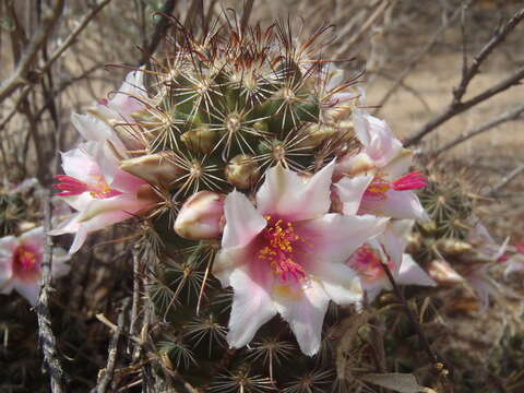 Image of Thornber's Fishhook Cactus