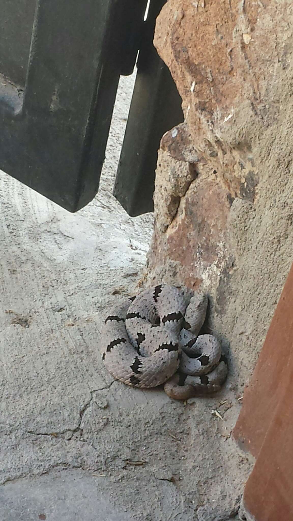 Image of Crotalus lepidus klauberi Gloyd 1936