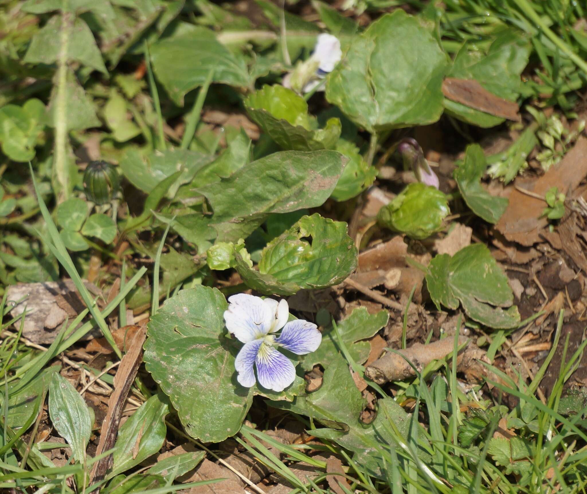 Image of Viola sororia f. priceana (Pollard) Cooperr.