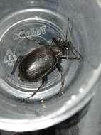 Слика од Calosoma (Caminara) denticolle Gebler 1833