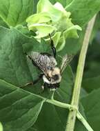 Image of Bumble-bee-mimic Anthophora