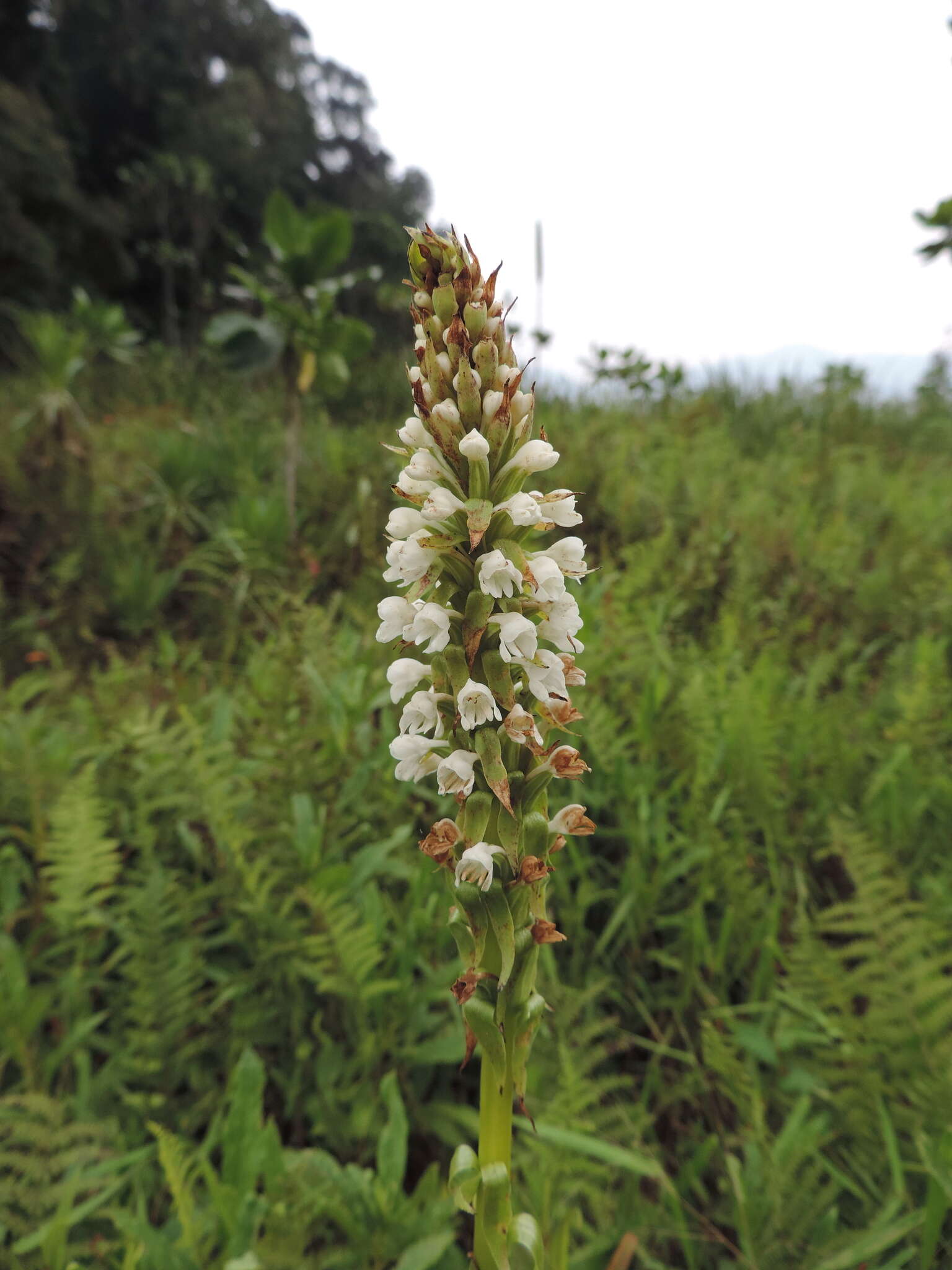 Image of Satyrium crassicaule Rendle