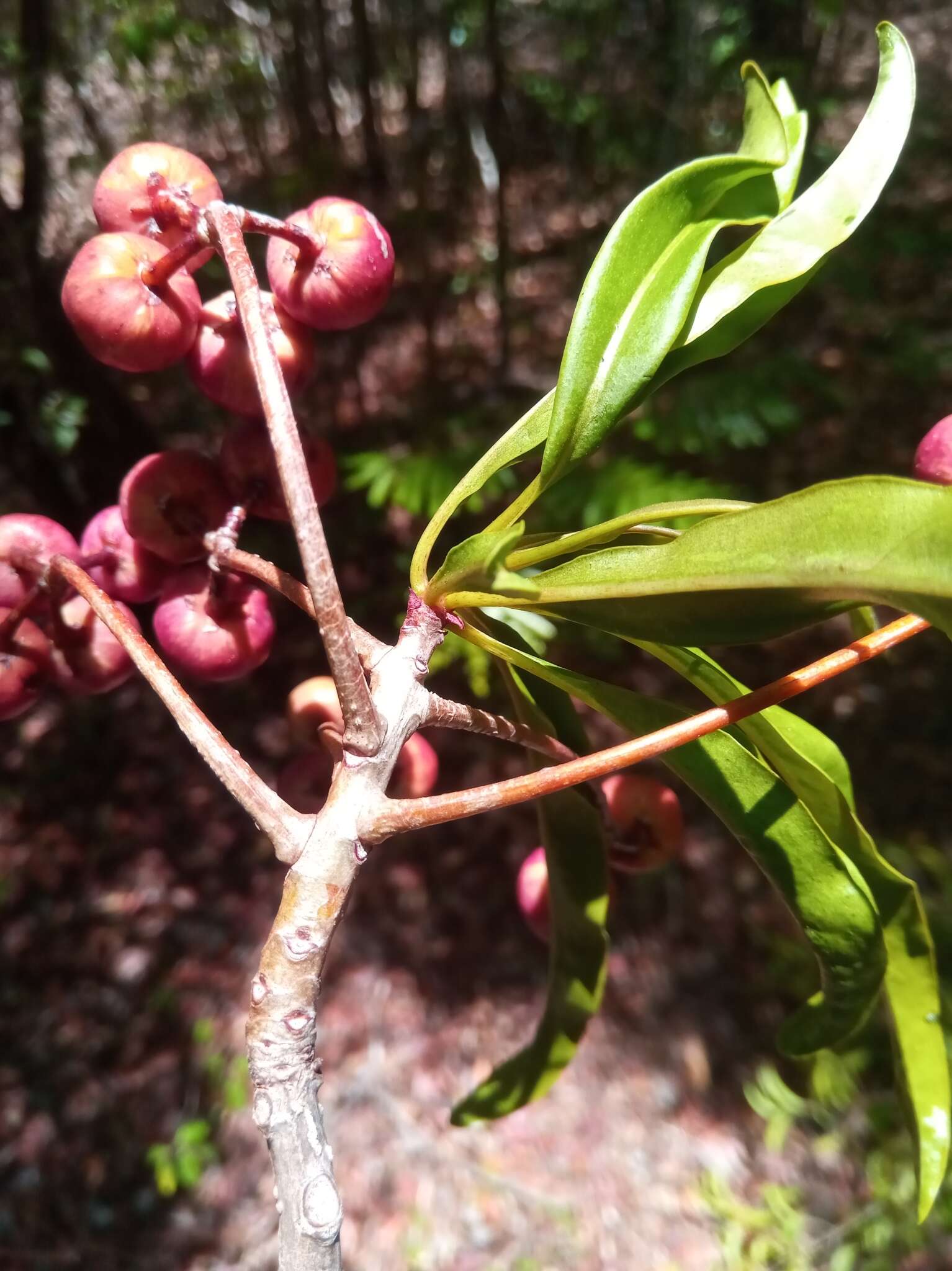 Image of Ardisia didymopora (H. Perrier) Capuron