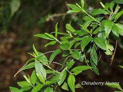 Prinsepia scandens Hayata的圖片