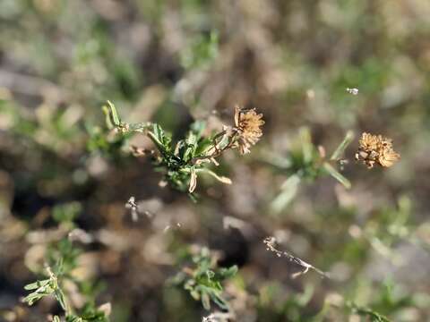 Image of Isocoma acradenia var. acradenia