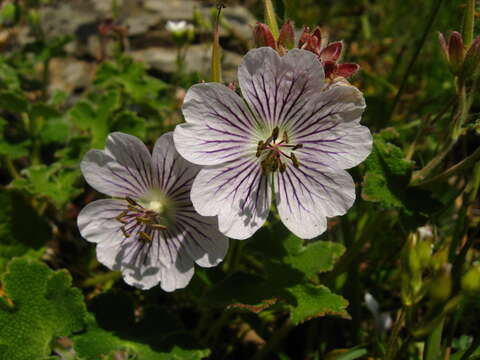 Image of cranesbill