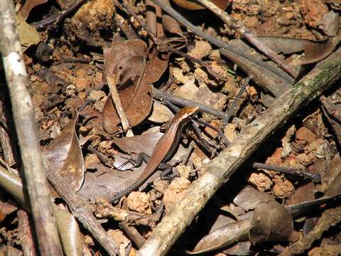 Image of Brygoo's Girdled Lizard