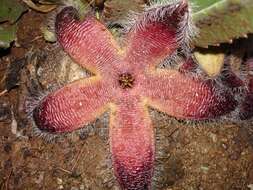 Stapelia grandiflora var. grandiflora的圖片