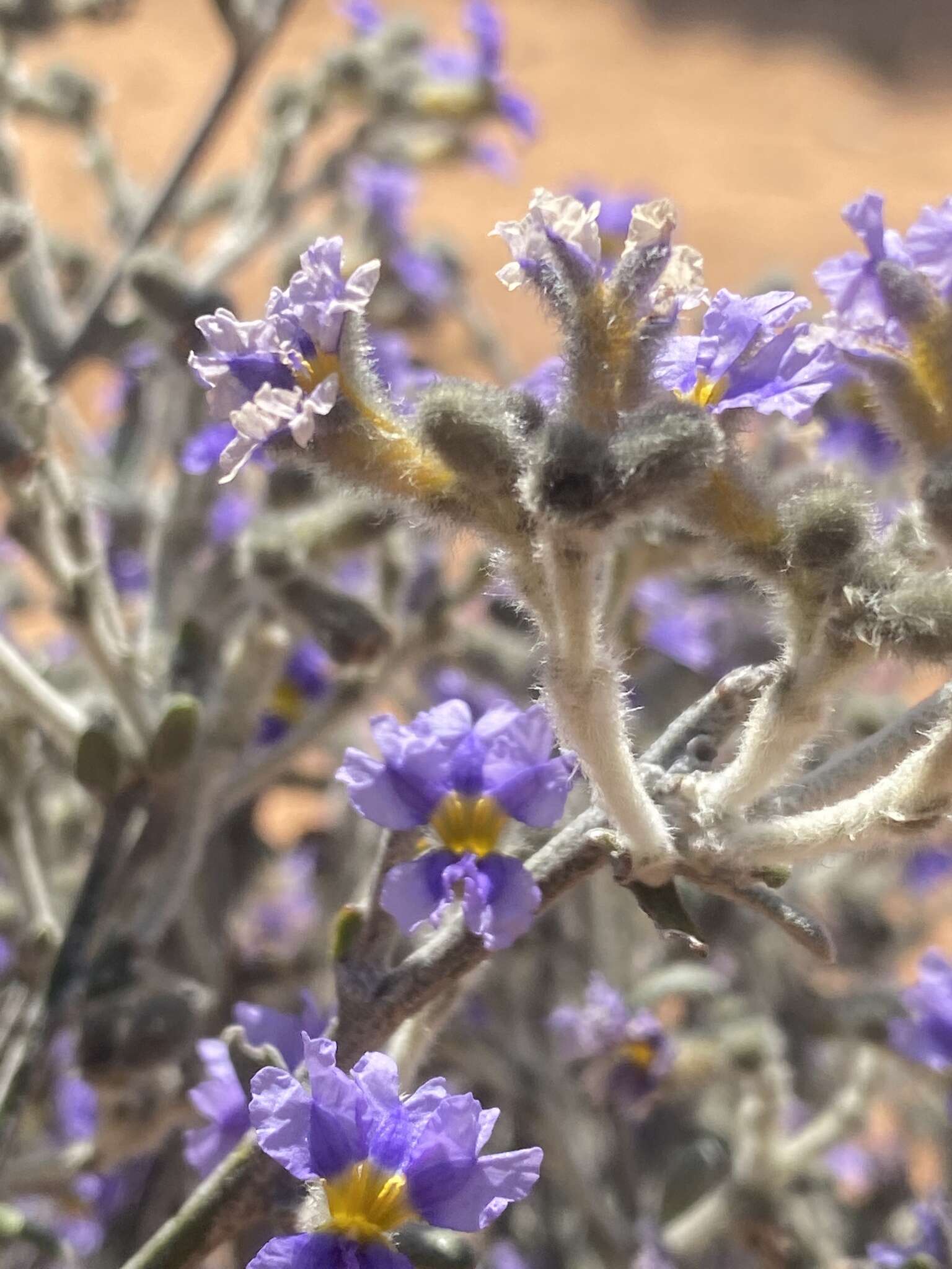 Image of Dampiera lanceolata var. lanceolata