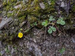 Image de Potentilla matsumurae Th. Wolf