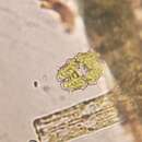 Image of Euastrum elegans Ralfs 1848