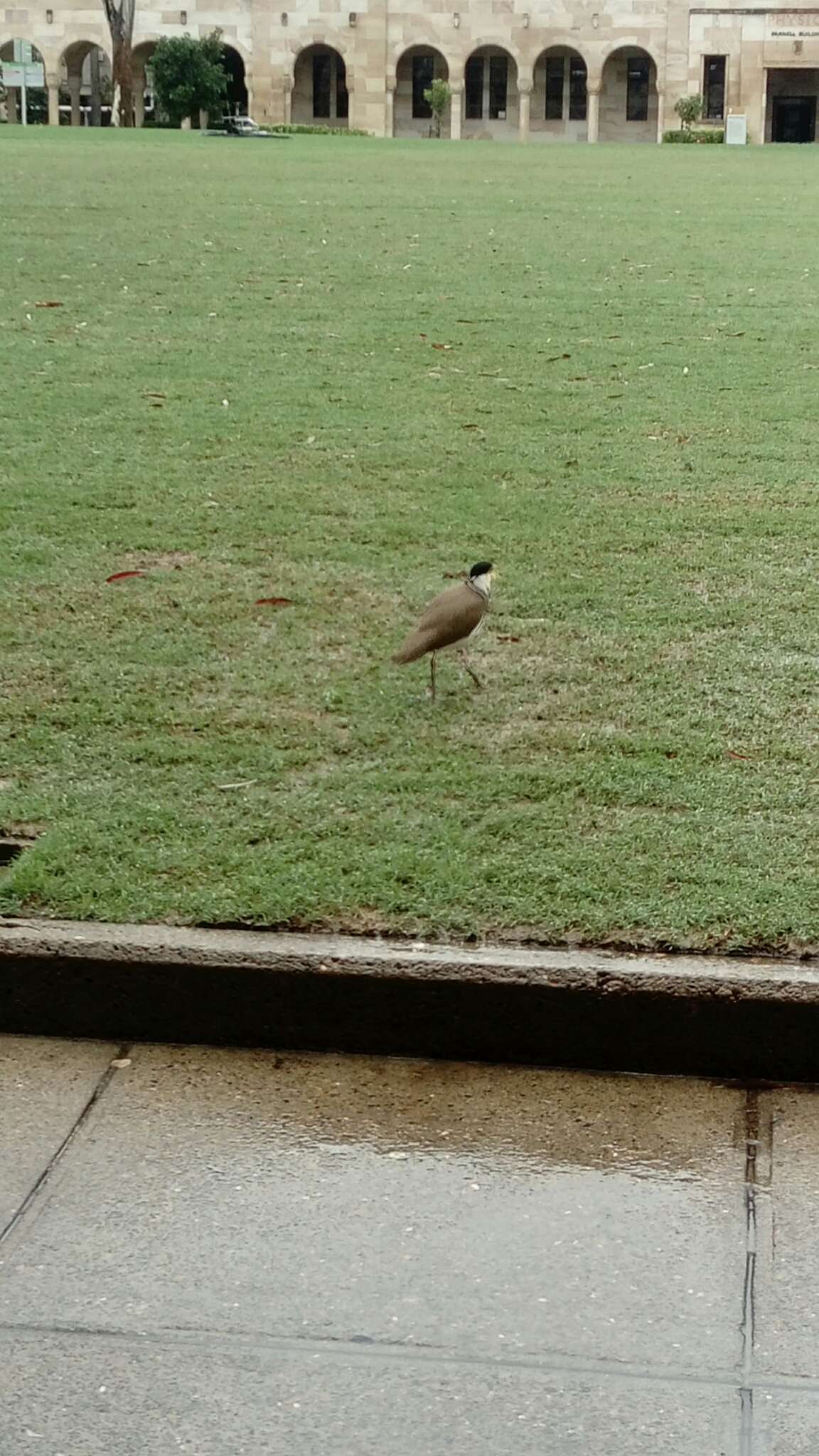 Image of Masked Lapwing